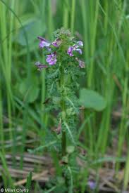Attēlu rezultāti vaicājumam “Pedicularis palustris flower”
