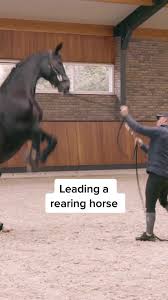 Image result for Carman Stables Archery