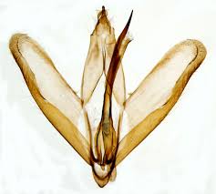 Attēlu rezultāti vaicājumam “Epicallima formosella”