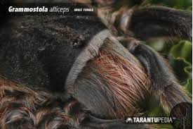 Znalezione obrazy dla zapytania Grammostola grossa