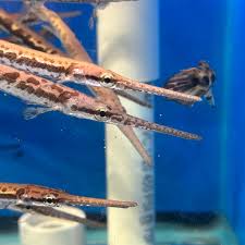 Image result for Lepisosteus osseus