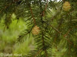 Attēlu rezultāti vaicājumam “Adelges laricis”