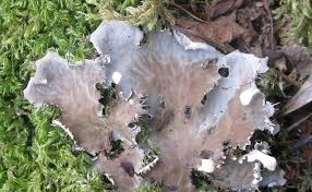 Attēlu rezultāti vaicājumam “Peltigera praetextata”