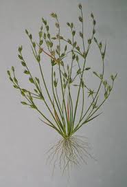 Attēlu rezultāti vaicājumam “Juncus bufonius bud”