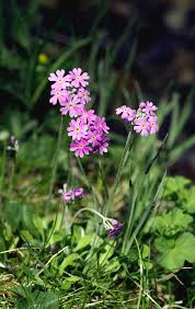 Attēlu rezultāti vaicājumam “Primula farinosa”