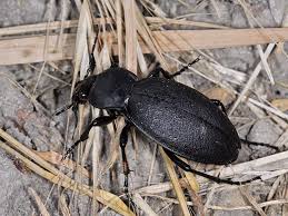 Attēlu rezultāti vaicājumam “Carabus coriaceus”