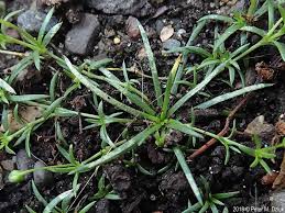 Attēlu rezultāti vaicājumam “Sagina procumbens fruit”