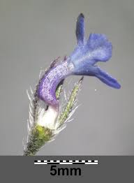 Attēlu rezultāti vaicājumam “Anchusa arvensis flower”