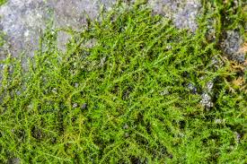 Attēlu rezultāti vaicājumam “Conardia compacta”