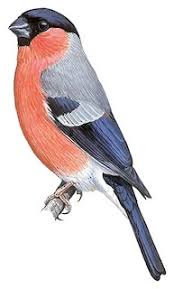 Attēlu rezultāti vaicājumam “Pyrrhula pyrrhula”