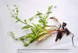 Attēlu rezultāti vaicājumam “Myosotis laxa subsp. baltica”