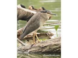 Image result for Nycticorax nycticorax
