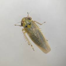 Attēlu rezultāti vaicājumam “Macrosteles nymph”