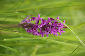 Attēlu rezultāti vaicājumam “Dactylorhiza russowii”