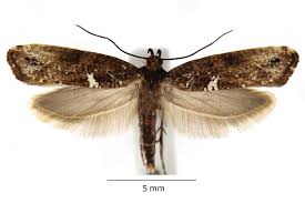 Attēlu rezultāti vaicājumam “Acrolepiopsis assectella”