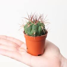 Image result for Gymnocalycium