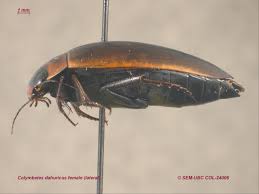 Attēlu rezultāti vaicājumam “Colymbetes striatus”