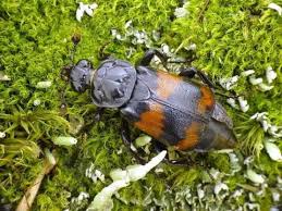 Attēlu rezultāti vaicājumam “Nicrophorus investigator imago”