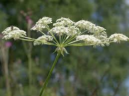 Attēlu rezultāti vaicājumam “Laserpitium pruthenicum”