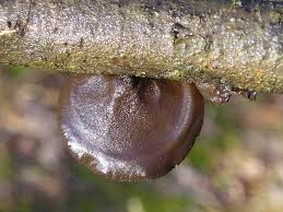 Attēlu rezultāti vaicājumam “Exidia recisa”