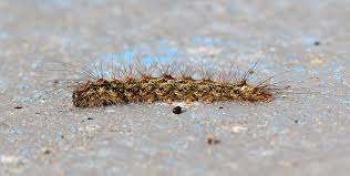 Attēlu rezultāti vaicājumam “Atolmis rubricollis”