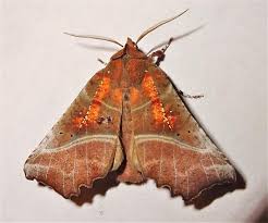 Attēlu rezultāti vaicājumam “Scoliopteryx libatrix”