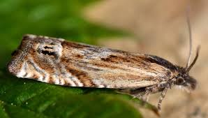 Attēlu rezultāti vaicājumam “Eucosma aspidiscana”