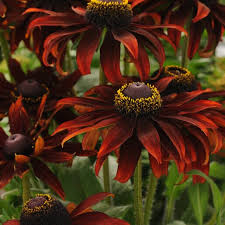 Attēlu rezultāti vaicājumam “Rudbeckia hirta var. hirta”