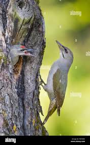 Attēlu rezultāti vaicājumam “Picus canus female”