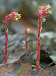 Attēlu rezultāti vaicājumam “Monotropa hypopitys bud”