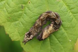 Attēlu rezultāti vaicājumam “Thyatira batis imago”