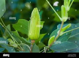 Attēlu rezultāti vaicājumam “Liriodendron tulipifera fruit”