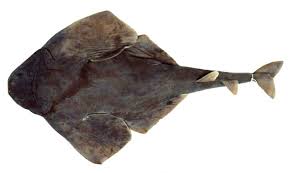 Image result for Squatina dumeril