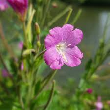 Attēlu rezultāti vaicājumam “Epilobium parviflorum”