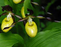 Attēlu rezultāti vaicājumam “Cypripedium calceolus”
