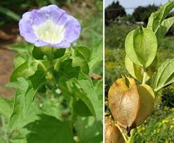 Attēlu rezultāti vaicājumam “Nicandra physalodes”