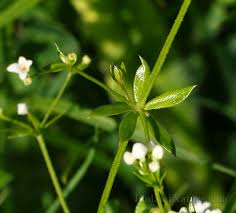 Attēlu rezultāti vaicājumam “Galium uliginosum”