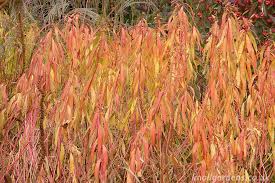 Attēlu rezultāti vaicājumam “Euphorbia palustris leaf”