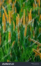 Attēlu rezultāti vaicājumam “Alopecurus aequalis flower”