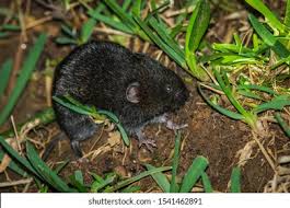 Attēlu rezultāti vaicājumam “Cricetidae”