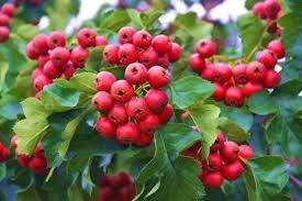 Attēlu rezultāti vaicājumam “Crataegus monogyna fruit”