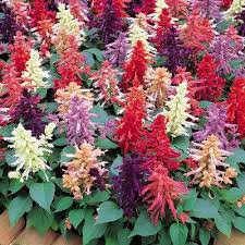 Image result for Salvia pratensis `Rose Rhapsody