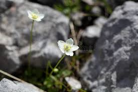 Attēlu rezultāti vaicājumam “Parnassia palustris flower”