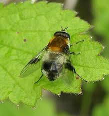 Attēlu rezultāti vaicājumam “Leucozona lucorum”