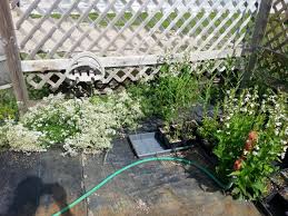 Attēlu rezultāti vaicājumam “Galium boreale fruit”