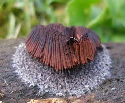 Attēlu rezultāti vaicājumam “Stemonitis flavogenita”