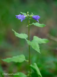 Attēlu rezultāti vaicājumam “Campanula glomerata leaf”