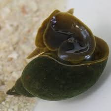 Attēlu rezultāti vaicājumam “Lymnaea stagnalis”