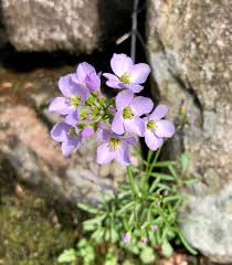 Attēlu rezultāti vaicājumam “Cardamine pratensis flower”