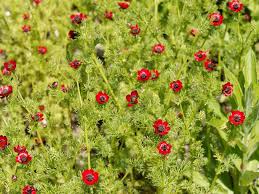 Image result for Adonis aestivalis